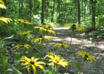 Busiek Nature Trails near Branson in the Ozarks